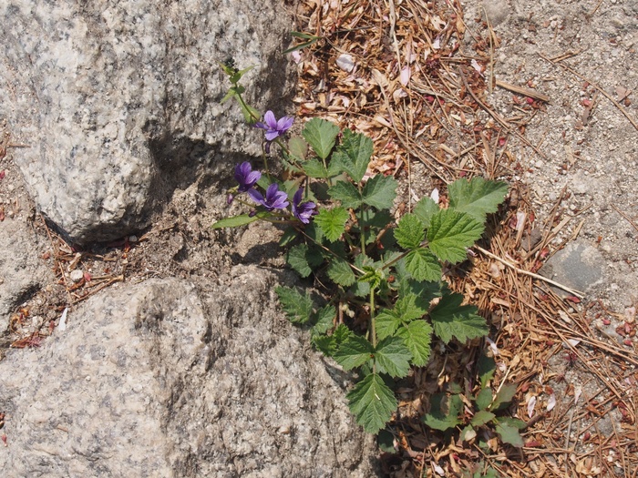 2013 5月 ソウル(8) ソウルの花_f0062122_832961.jpg