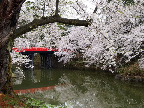 弘前公園桜20130507_b0147224_21461225.jpg