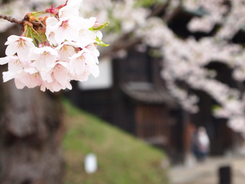 弘前公園桜20130507_b0147224_21523238.jpg