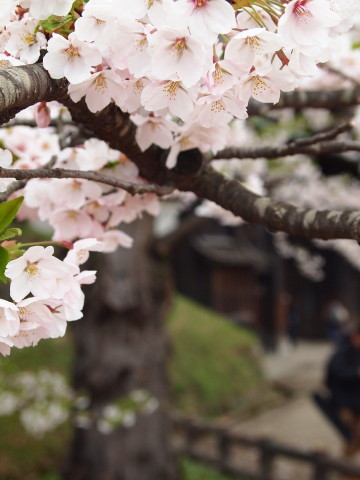 弘前公園桜20130507_b0147224_21535895.jpg