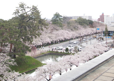 弘前公園桜20130507_b0147224_2235454.jpg