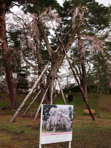 弘前公園桜20130507_b0147224_2235826.jpg