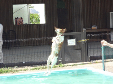 c0254426_7515076.gif