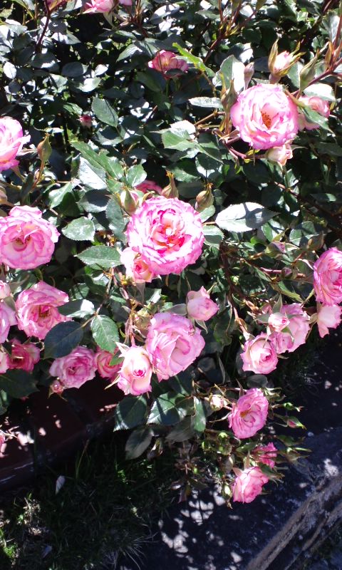 e0240129_15473197.jpg