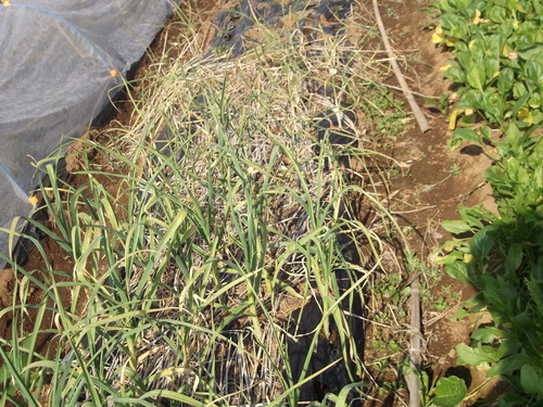 遅い植付け\"にんにく\"...成長不足で撤去!_b0137932_2032320.jpg