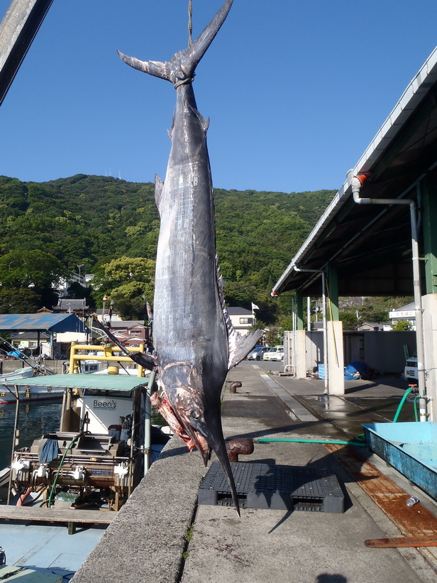 キターッ!! いきなりの 282kg!!【カジキ・マグロトローリング】_f0009039_10191450.jpg