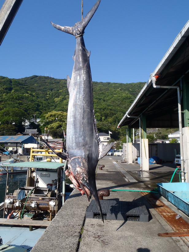 キターッ！！　いきなりの　282kg！！【カジキ・マグロトローリング】_f0009039_10191450.jpg