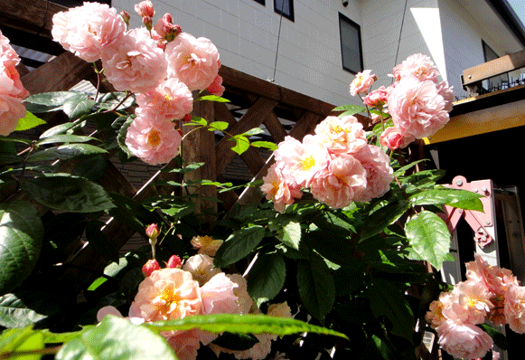 a0056140_17274741.gif