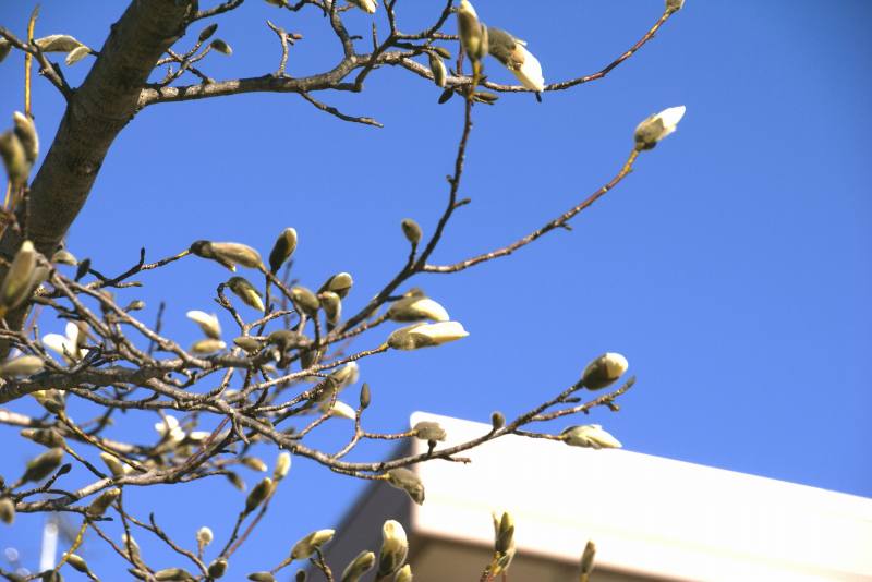 暫くぶりの青空　　花を撮る_f0119643_20451925.jpg