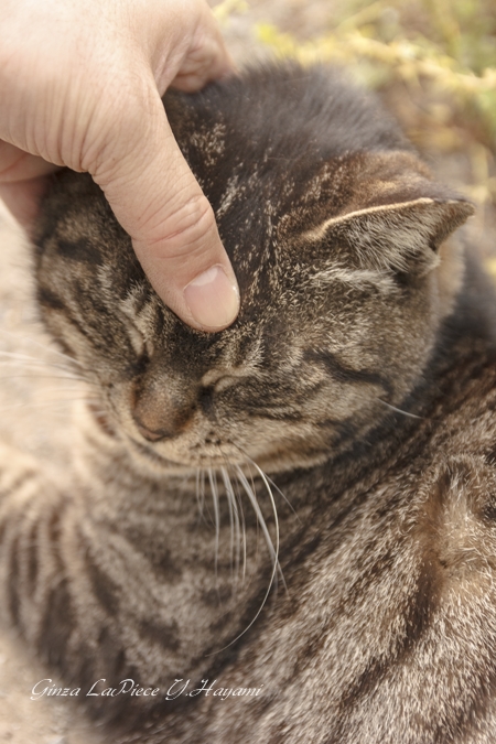 猫のいる風景　さかり中の甘えん坊_b0133053_103549.jpg