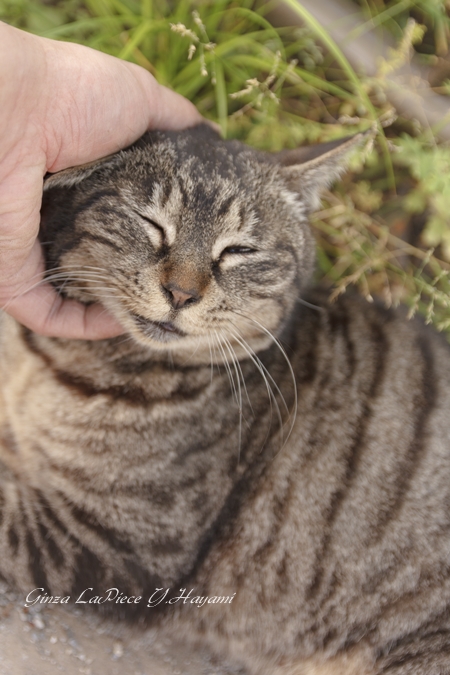 猫のいる風景　さかり中の甘えん坊_b0133053_103785.jpg