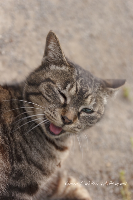 猫のいる風景　さかり中の甘えん坊_b0133053_104094.jpg