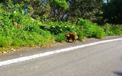 和歌山の土曜日だけ開く　山の中のパン屋さん_c0294553_21594292.jpg