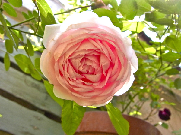 e0044855_15326.jpg