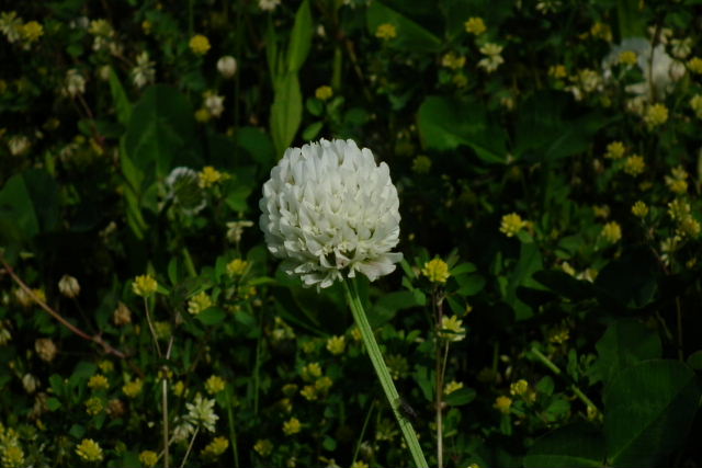 ヒトツバタゴ、チロリアンランプ、薔薇、白詰草、馬肥やし、紫馬肥やし、薔薇、薄雪万年草、唐種招霊_a0030958_2342272.jpg