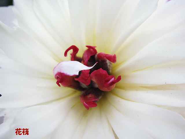【5月2日のフラワーセンターの芍薬】_c0042960_16554953.jpg