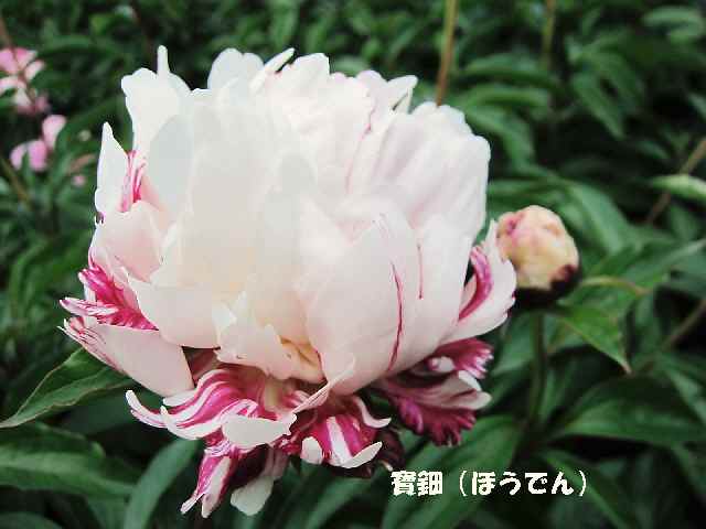 【5月2日のフラワーセンターの芍薬】_c0042960_16555833.jpg
