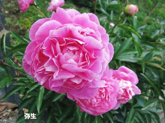 【5月2日のフラワーセンターの芍薬】_c0042960_16562056.jpg
