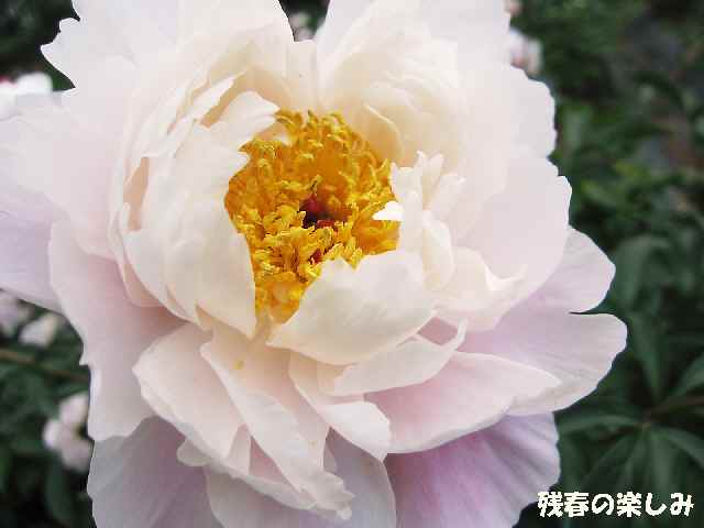 【5月2日のフラワーセンターの芍薬】_c0042960_16563582.jpg
