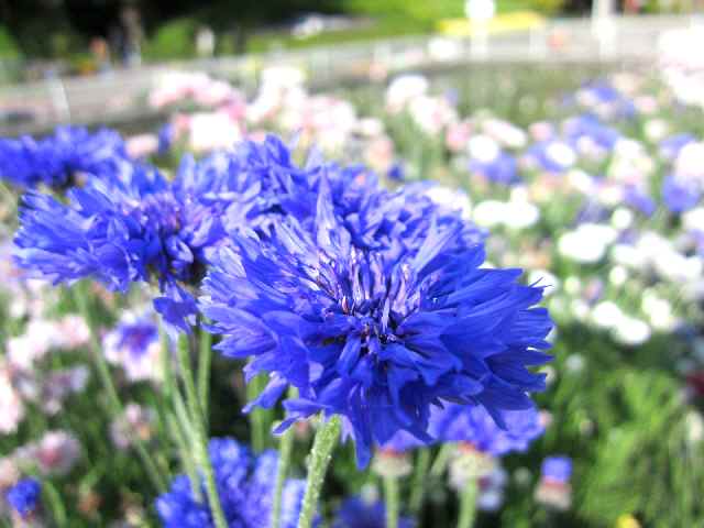 【フラワーセンターの春の花々】_c0042960_18141154.jpg