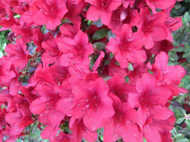 【フラワーセンターの春の花々】_c0042960_18144478.jpg
