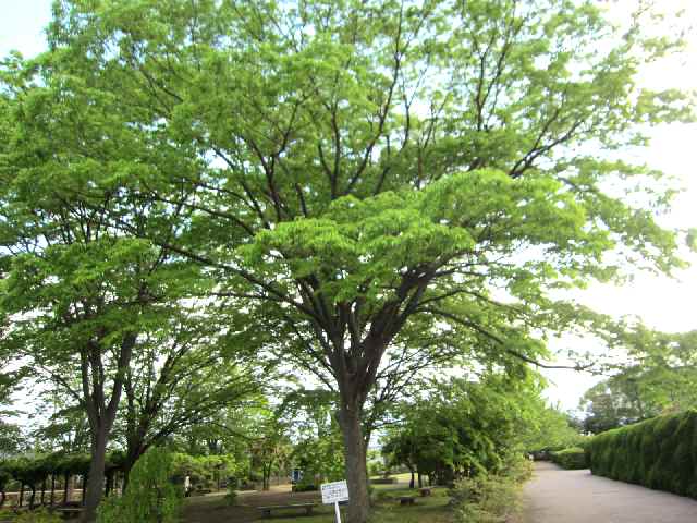 【フラワーセンターの春の花々】_c0042960_18145932.jpg