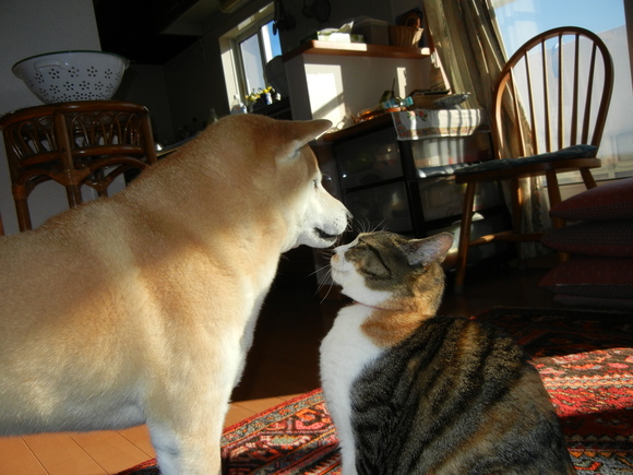 ’13,5,7(火)歌舞伎を観に行ってきま~す!_f0060461_730894.jpg