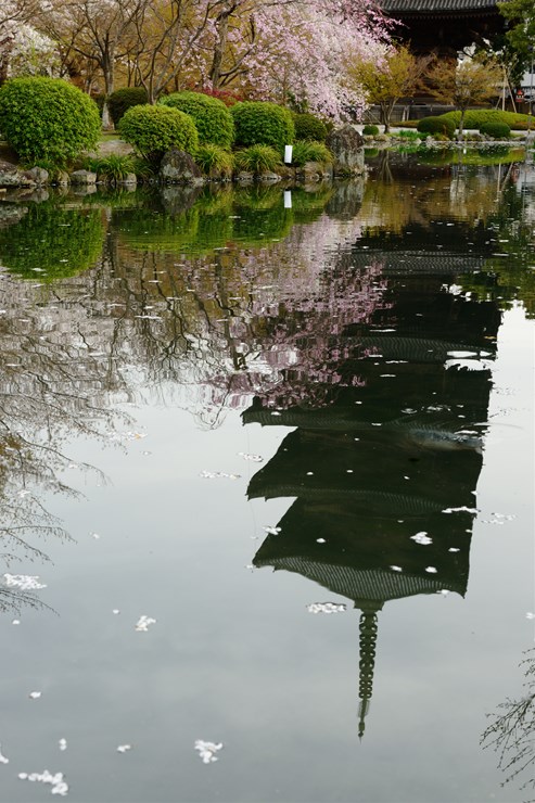 京都 東寺 ~桜~_f0222161_10574971.jpg