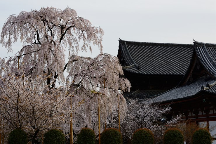 京都 東寺 ~桜~_f0222161_10575455.jpg