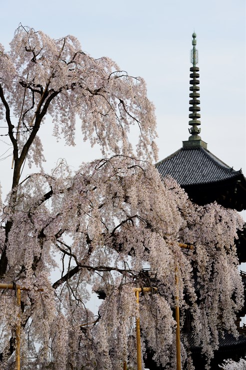 京都 東寺 ~桜~_f0222161_10575546.jpg