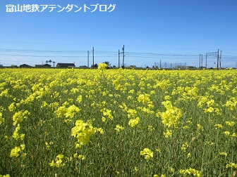 今日の乗務報告は、春の花畑へ_a0243562_16293298.jpg