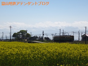 富山地鉄の花便り2013@チューリップと菜の花_a0243562_1631760.jpg