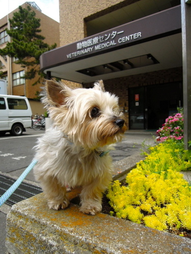 らりぃの病気(15度目の東京大学動物医療センター受診)_d0233672_1412998.jpg
