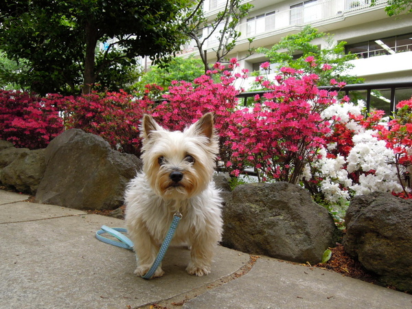 らりぃの病気(15度目の東京大学動物医療センター受診)_d0233672_142195.jpg