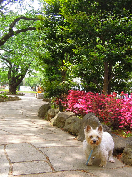 らりぃの病気(15度目の東京大学動物医療センター受診)_d0233672_1434349.jpg