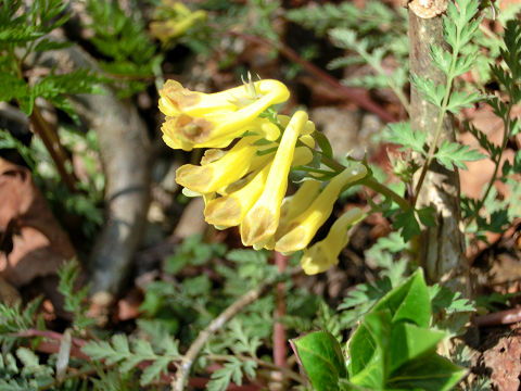 c0002874_225098.jpg