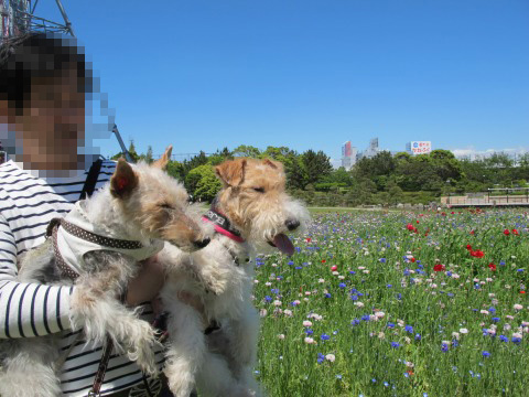 c0070377_223559.jpg