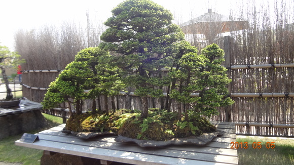 赤蝦夷松寄せ植え15本立て 迫力が有ります - メルカリ