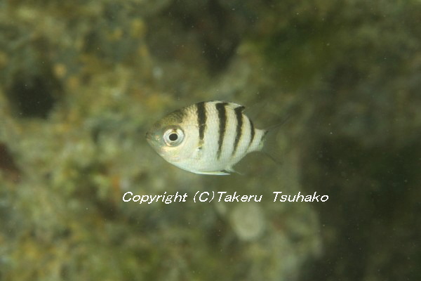 24 ロクセンスズメダイ 沖縄本島のスズメダイ