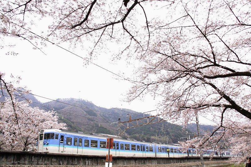 ２０１３年春　桜と鉄　　　Woodpecker-T　_b0146786_2344731.jpg