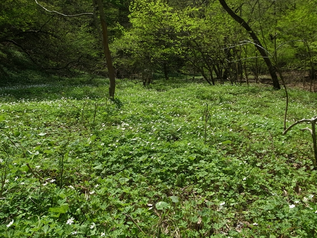 郡上のニリンソウ群生地_e0271890_1471844.jpg