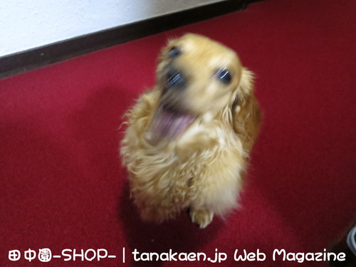 斑入り ソヨゴ 入荷！2ｍを超える商品は日本で1本だけ（ たぶん？）_b0200291_23115994.jpg