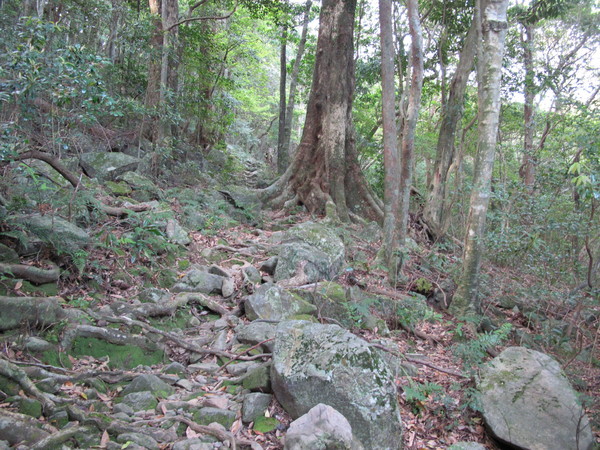 屋久島の旅①～愛子岳を登る　　2013.4.29（月祝）晴れ_a0166196_14134396.jpg