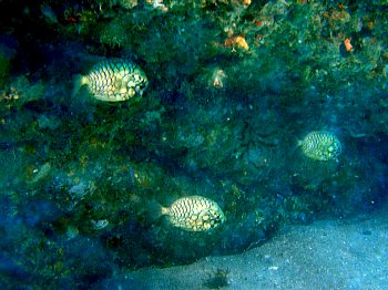f0079996_14262713.jpg