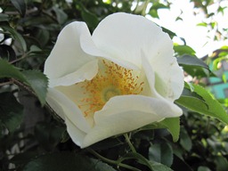 c0117898_20343023.jpg