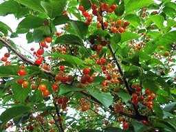 c0117898_20452192.jpg