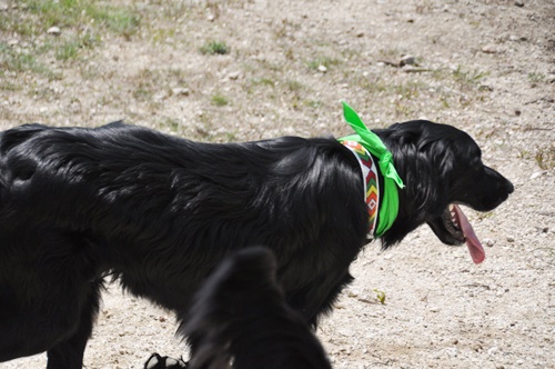 子供の日　＜フラット親戚会＞ Ⅱ  _f0176499_1205360.jpg