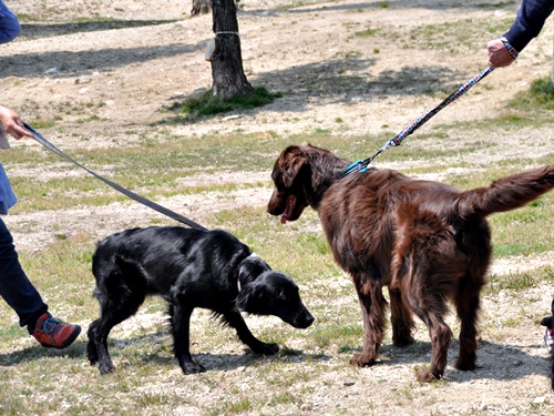 子供の日　＜フラット親戚会＞ Ⅱ  _f0176499_3432437.jpg