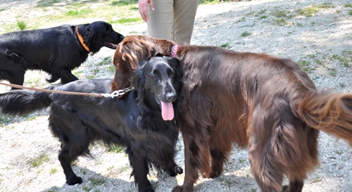 子供の日　＜フラット親戚会＞ Ⅱ  _f0176499_3462697.jpg