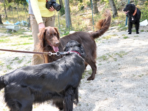 子供の日　＜フラット親戚会＞ Ⅱ  _f0176499_3464425.jpg